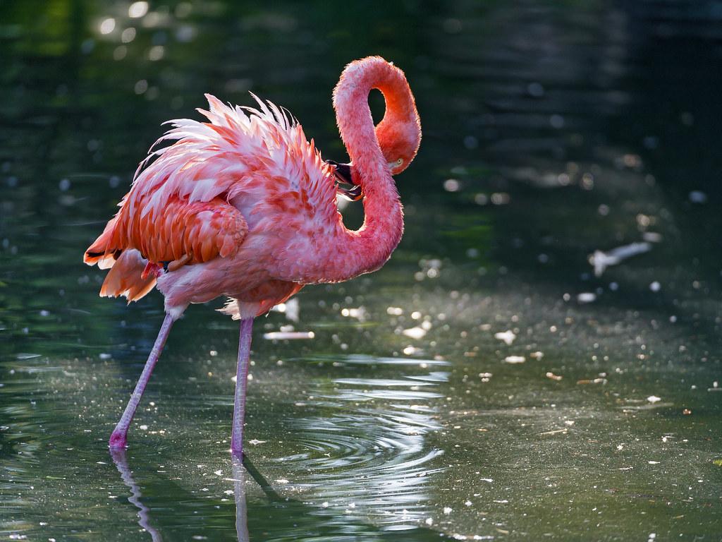 1024x768 Neon Pink Flamingo Wallpaper