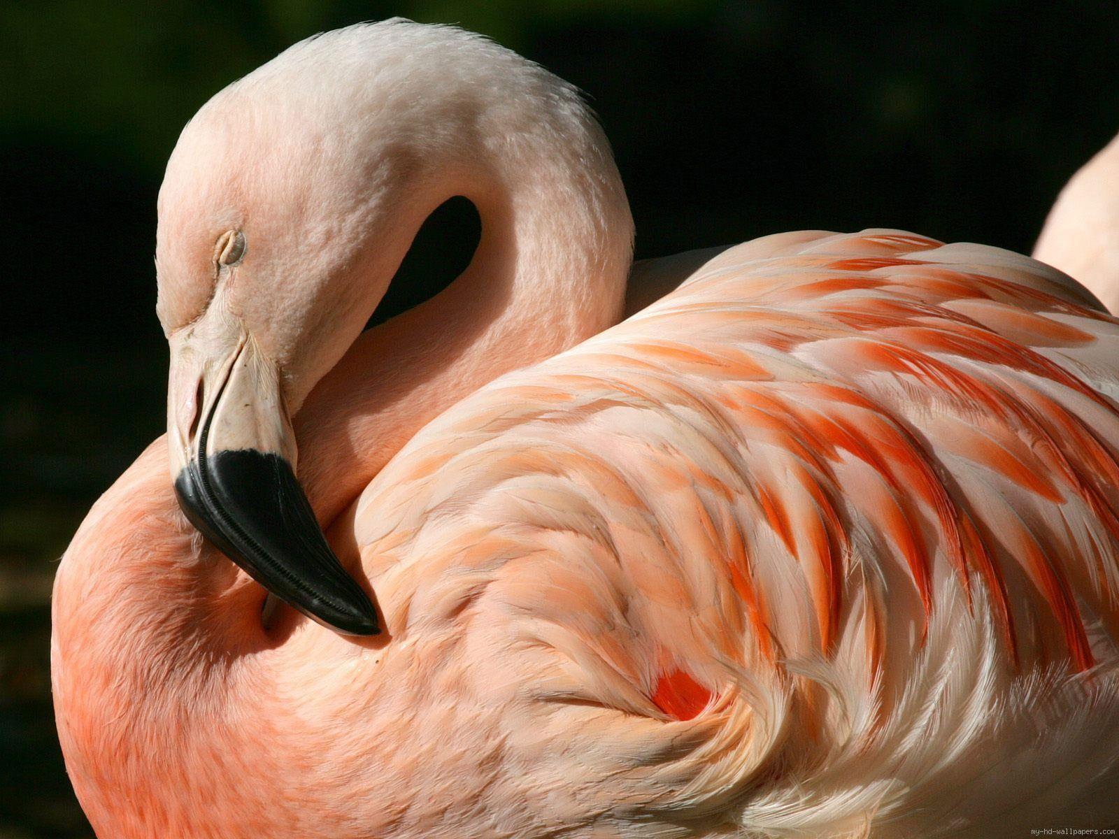 1600x1200 Wallpaper Flamingo Sleeping, Pink Flamingo, Animal, Bird • Wallpaper For You HD Wallpaper For Desktop & Mobile
