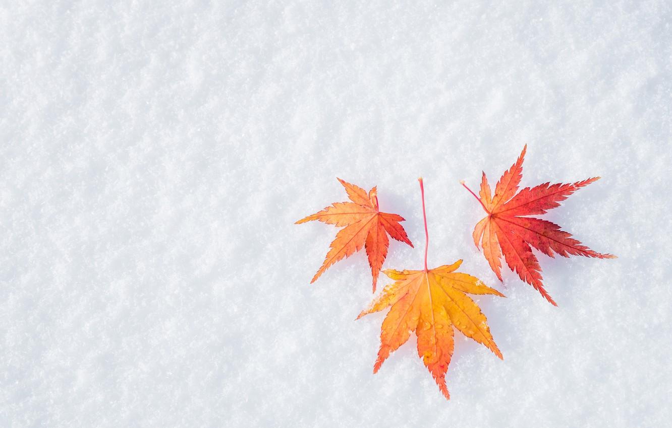1332x850 Wallpaper winter, autumn, leaves, snow, maple, winter, background, autumn, snow, leaves, maple image for desktop, section текстуры
