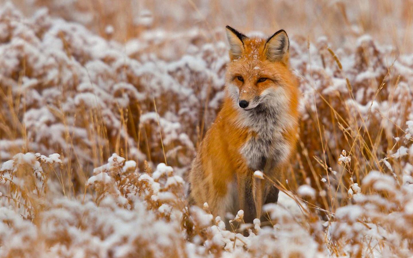 1440x900 HD Fall Winter Nature Wallpaper Dump (140)