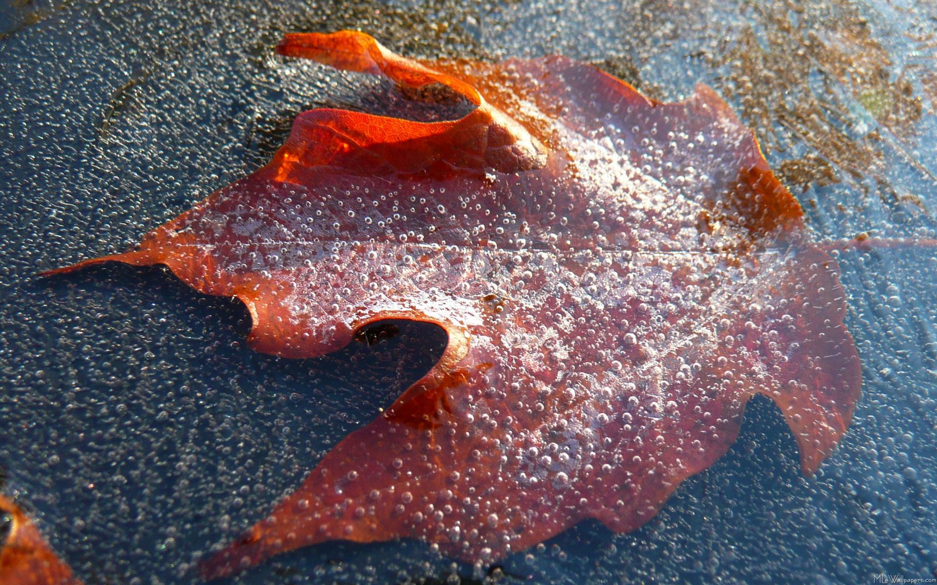 1920x1200 MLeWallpaper.com Red Maple Leaf
