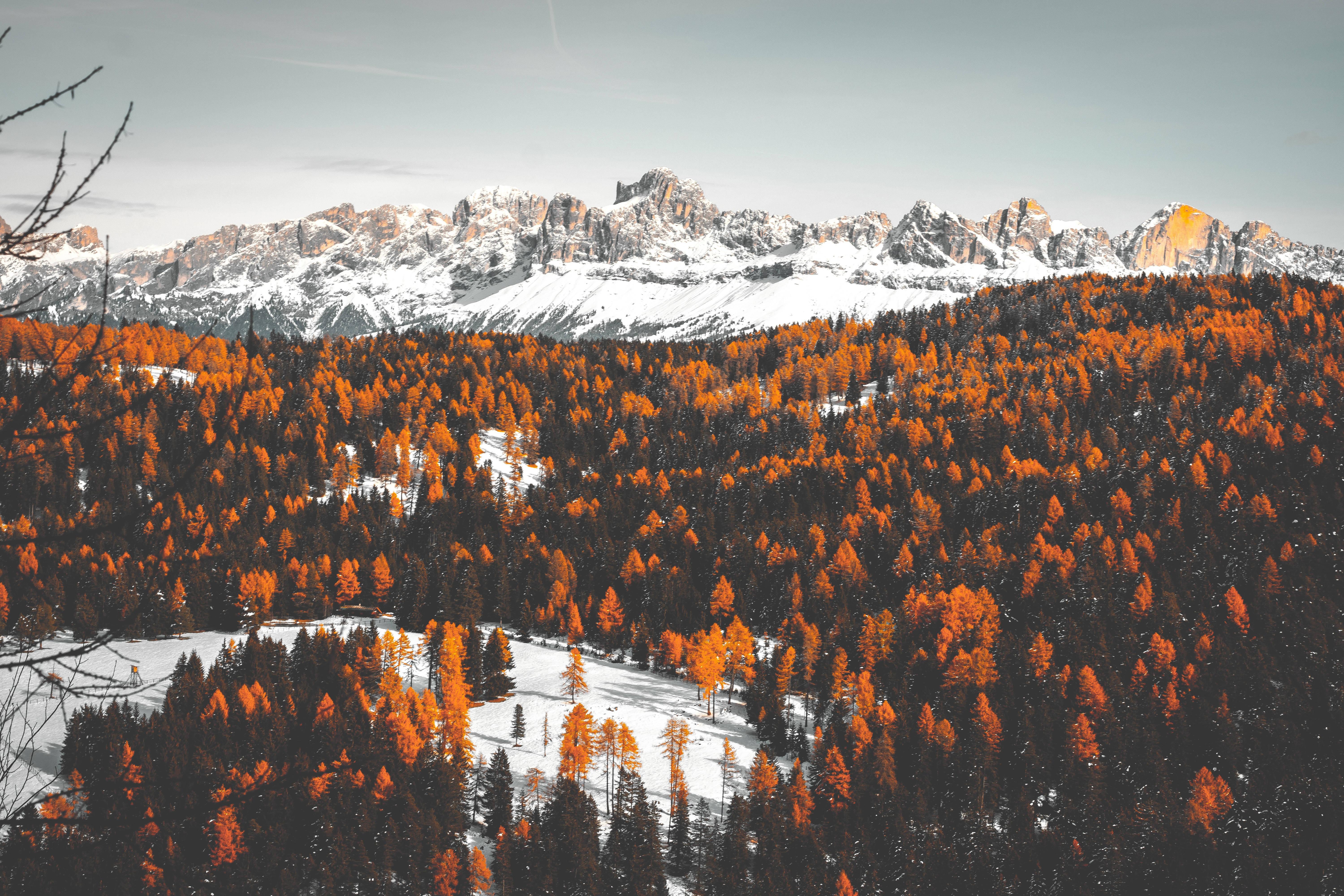 6000x4000 Orange Trees Autumn Winter Scenery Wallpaperx4000