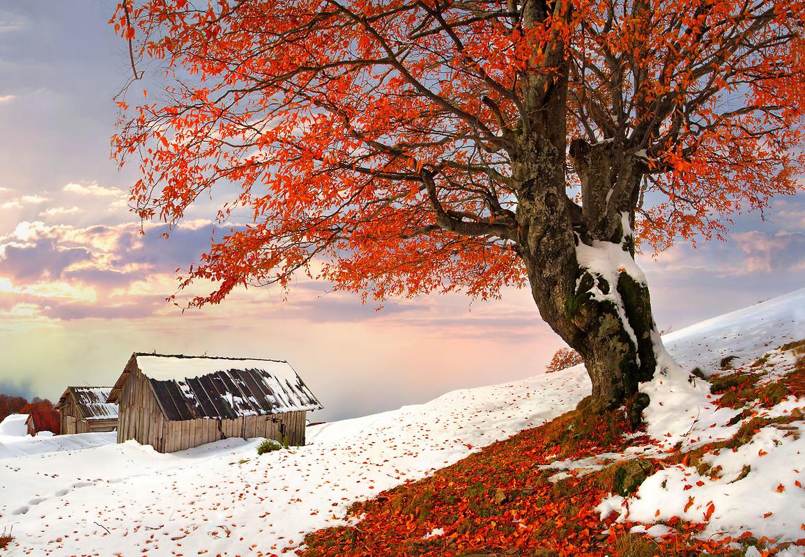 1155x800 Autumn Winter Free Wallpaper download Free Autumn Winter HD Wallpaper to your mobile phone or tablet