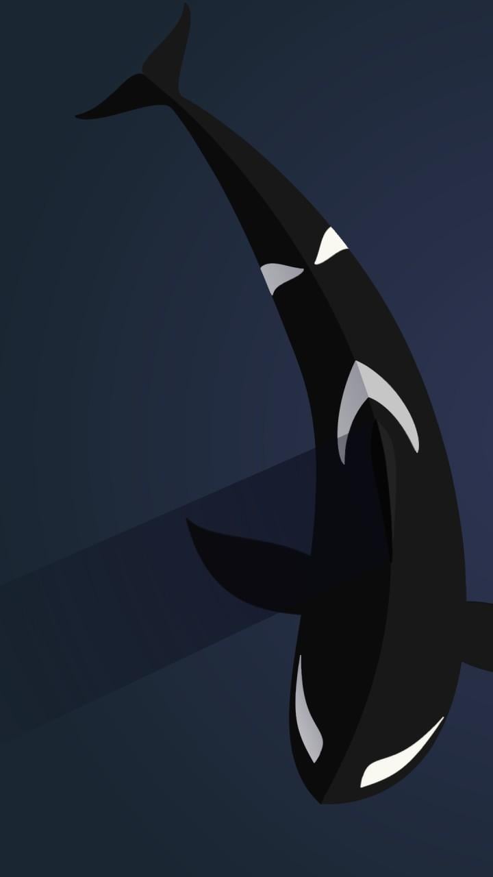 Orca Phone Wallpapers Top Free Orca Phone Backgrounds Wallpaperaccess