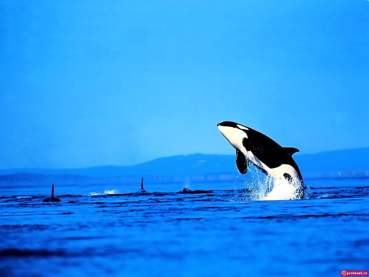1200x900 Whale wallpaper phone. Download Free background