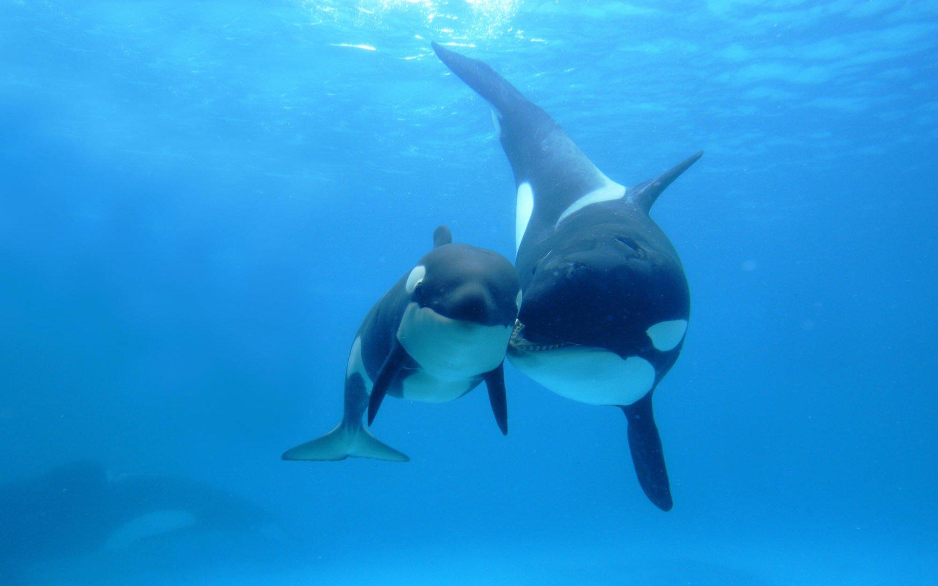 1920x1200 Killer Whale HD Wallpaper and Background Image