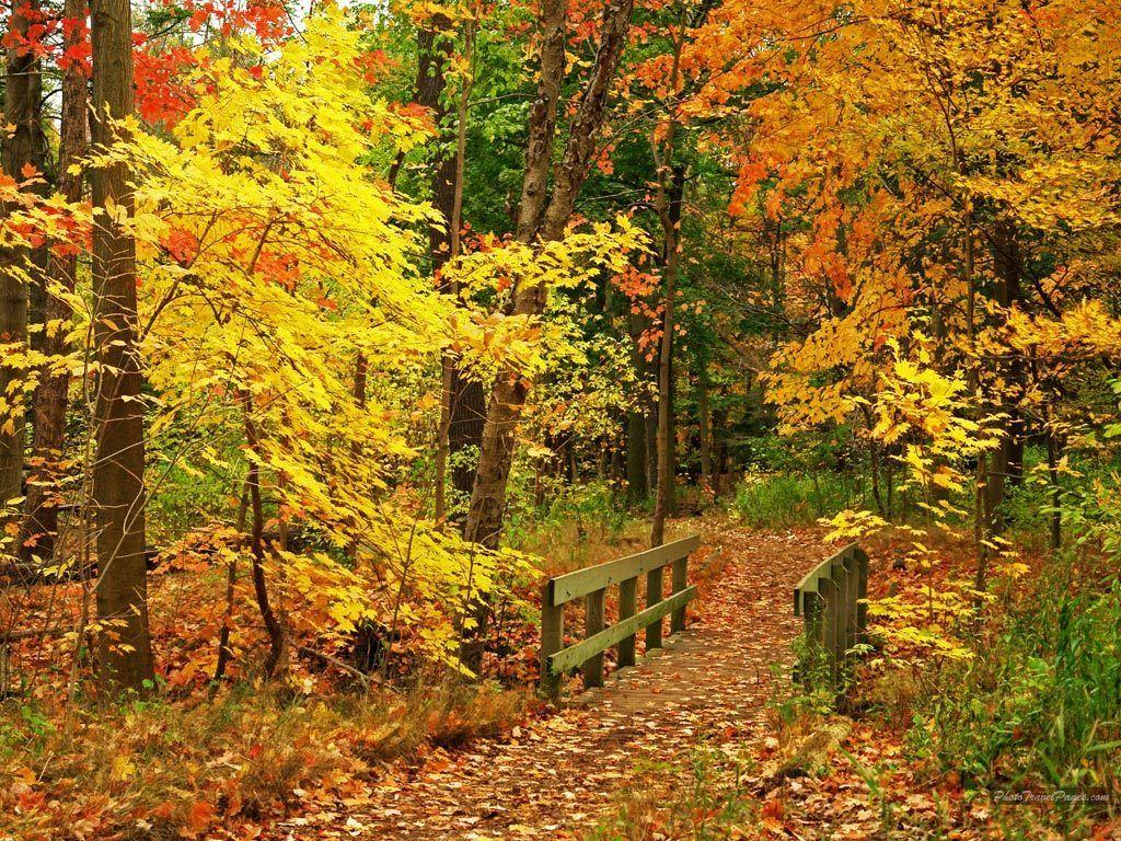 1024x768 Autumn Wallpaper: Beautiful Fall Wallpaper. Autumn scenery, Autumn scenes, Autumn wallpaper