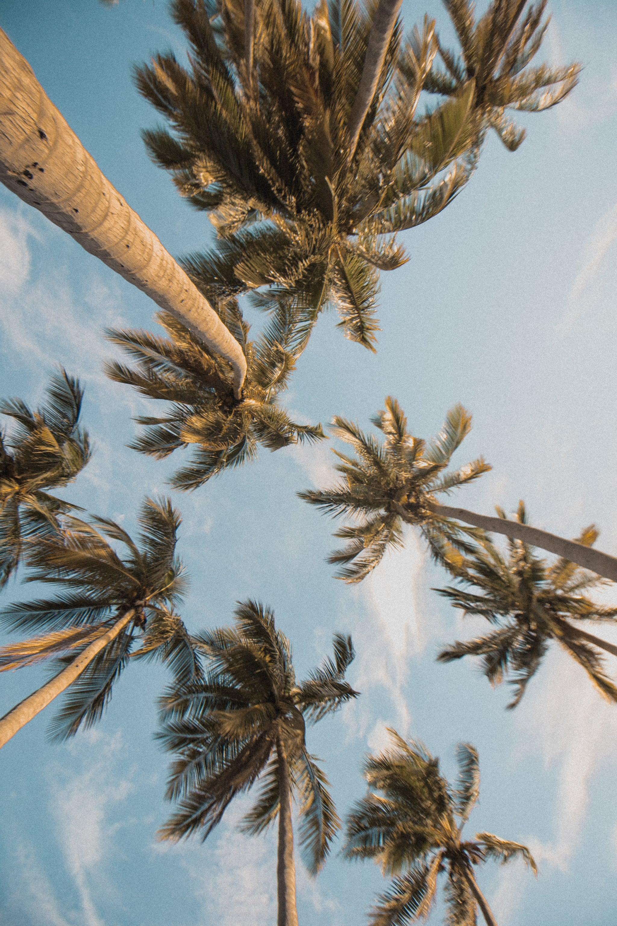 2048x3072 Best iOS 14 Summer Wallpaper For Your Home Screen Aesthetic