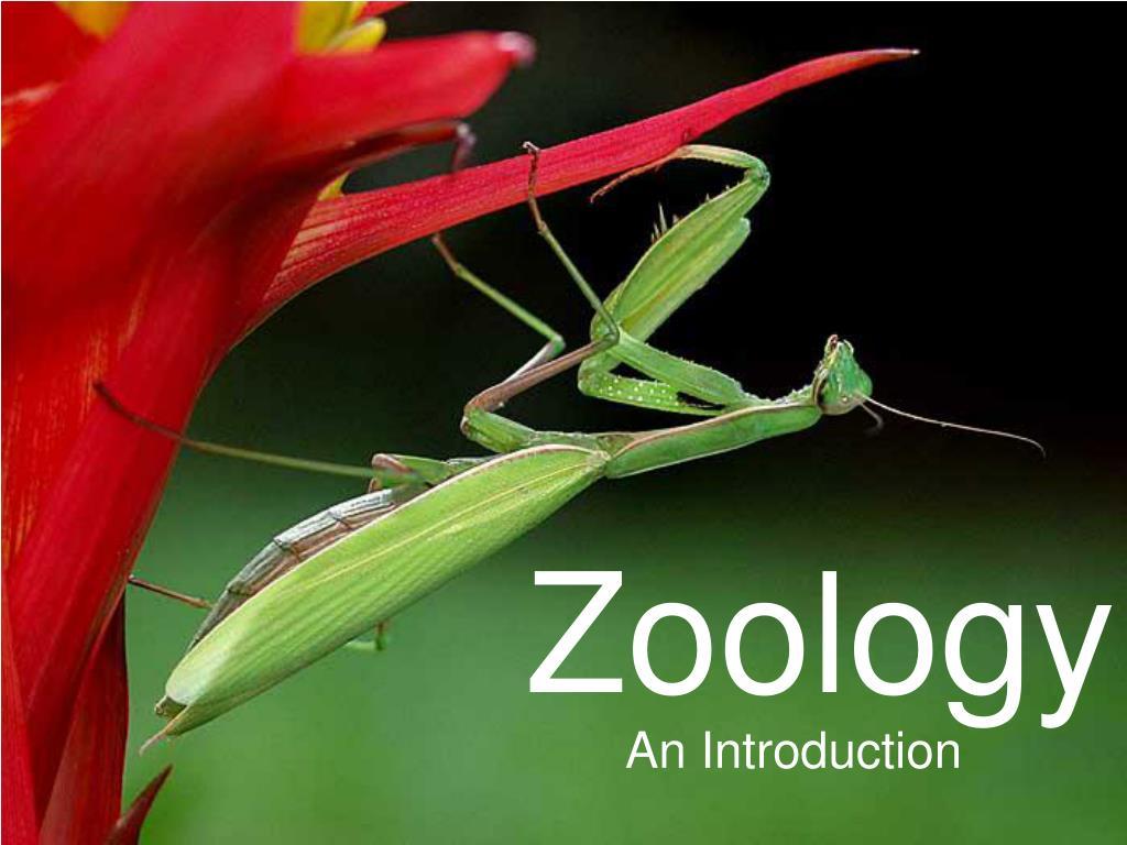 Zoology Wallpapers - Top Free Zoology Backgrounds - WallpaperAccess