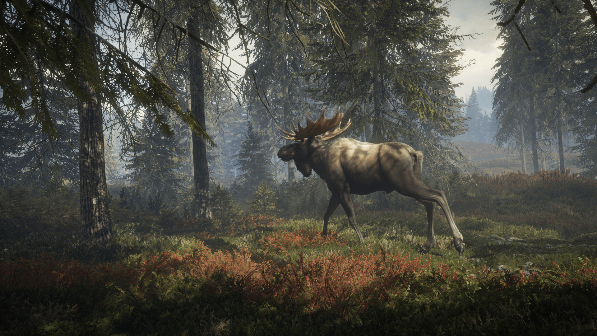 1920x1080 theHunter Call of the Wild Moose Forest