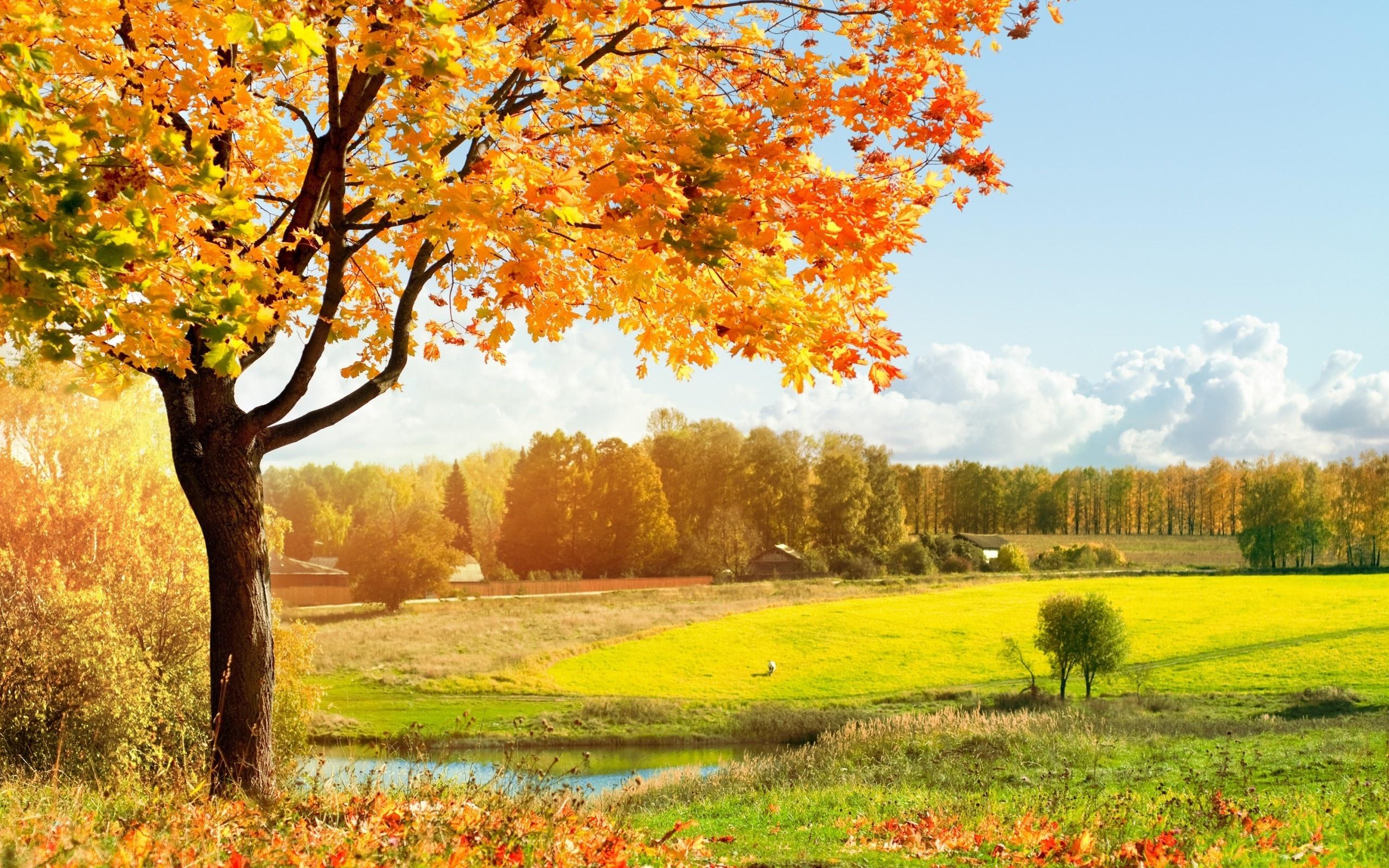 2560x1600 Scenery wallpaperx1600