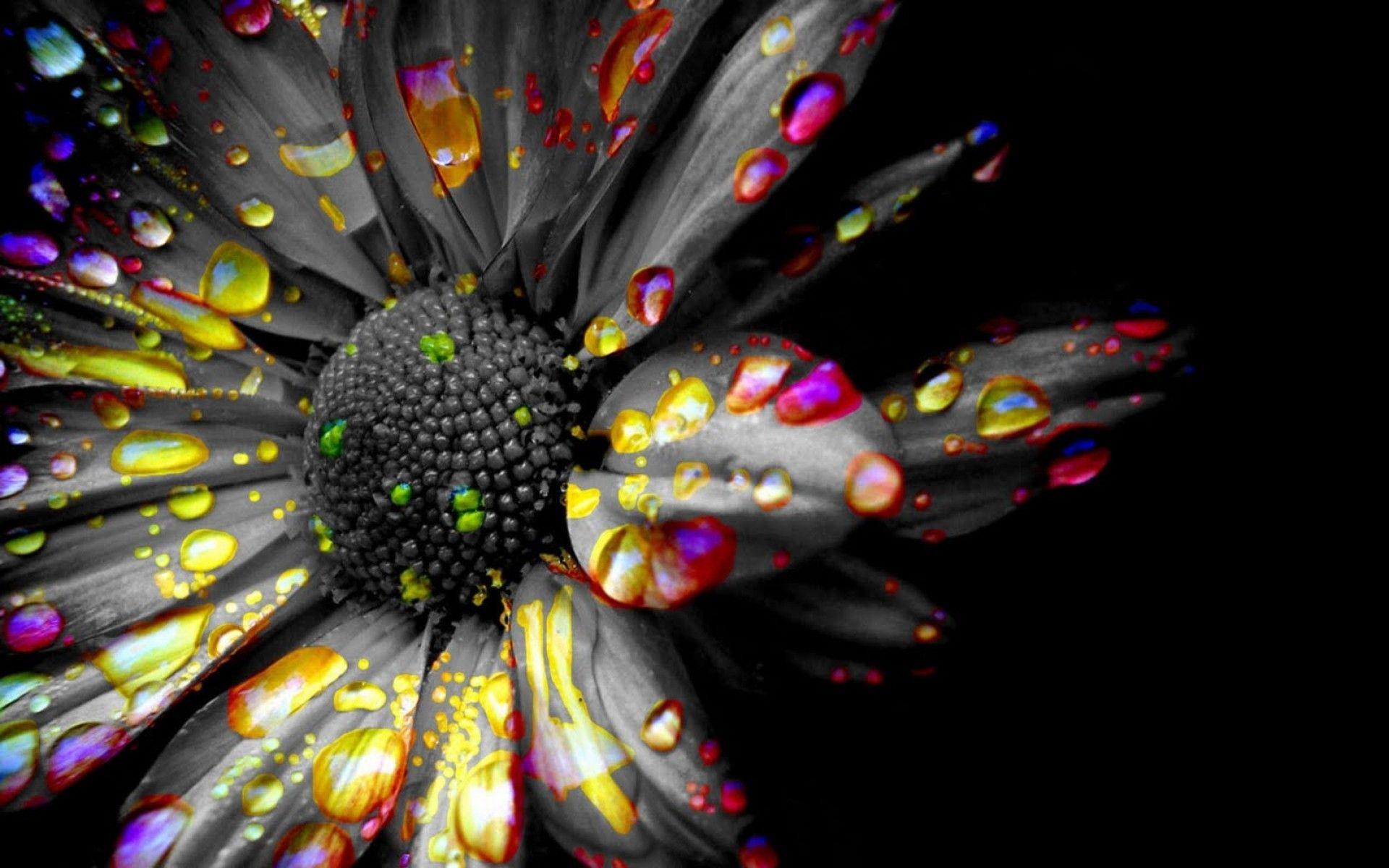 1920x1200 SPIRIT 1. Black and white picture, Black and white photography with color, White flower picture