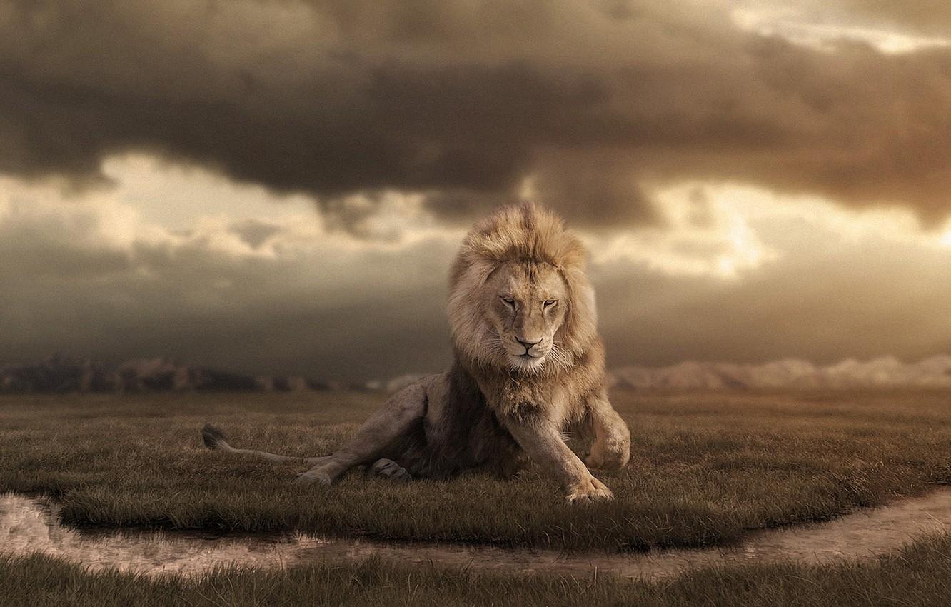1332x850 Wallpaper clouds, Leo, Africa, wildlife, retouching image for desktop, section кошки