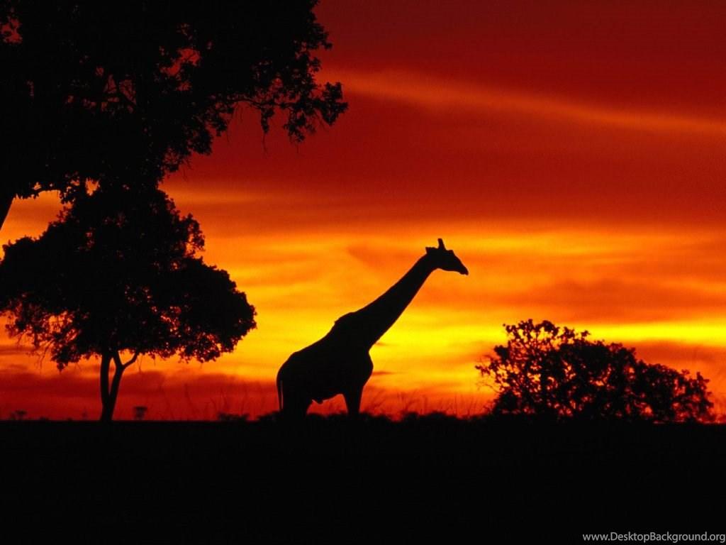 1024x768 African Wildlife Screensaver Keygen Download Keygen Desktop Background