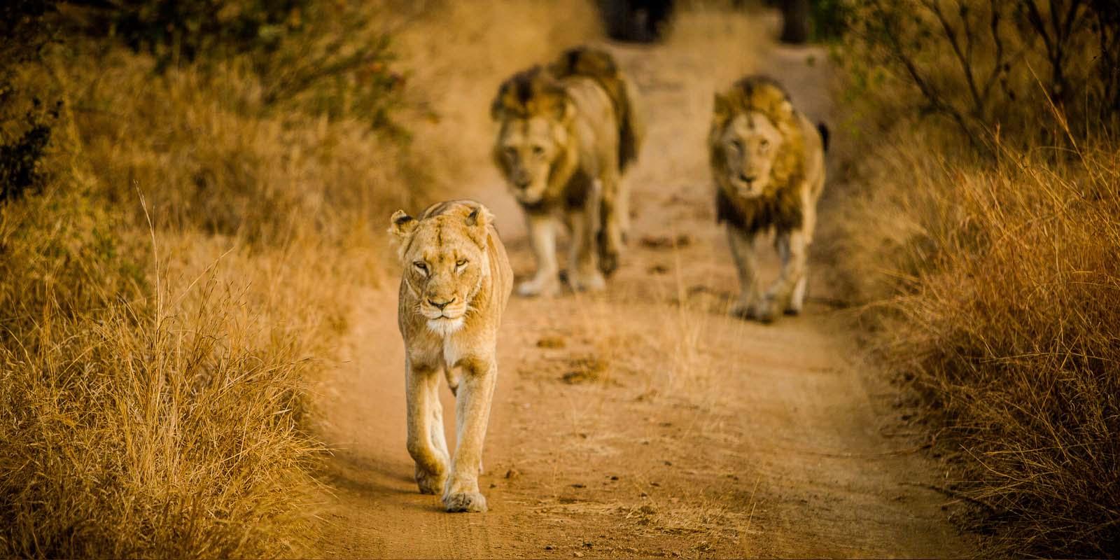 1600x800 African Wildlife Photography. Safari Desktop Calendars