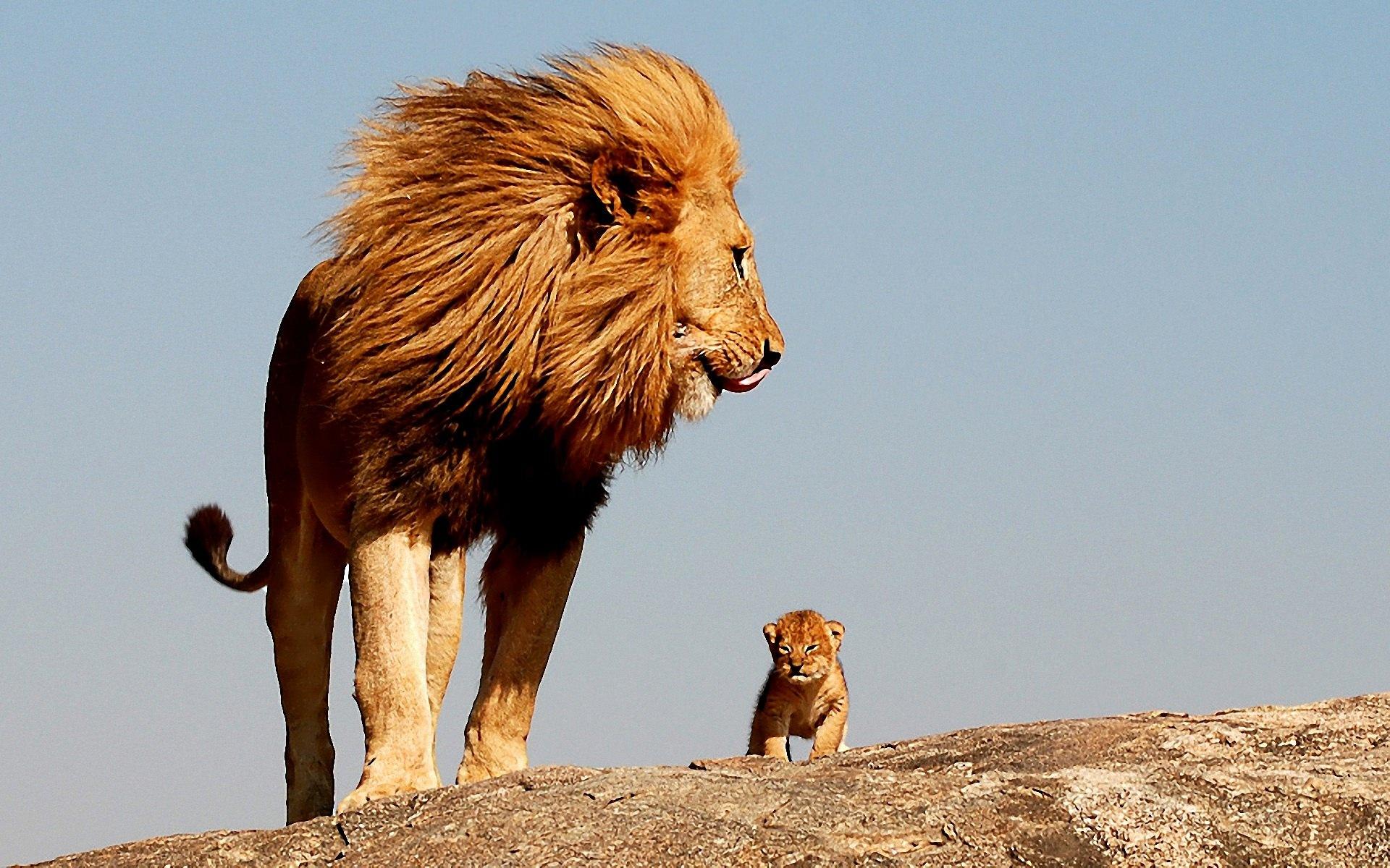 1920x1200 African wildlife super nice Wallpaper Collection