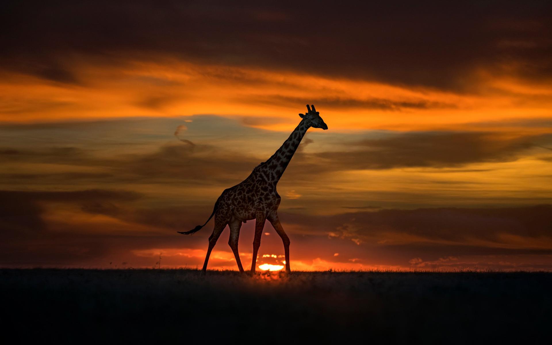 1920x1200 Download wallpaper Giraffe, sunset, evening, Africa, wildlife, wild animals, giraffes, African animals for desktop with resolution 1920x1200. High Quality HD picture wallpaper