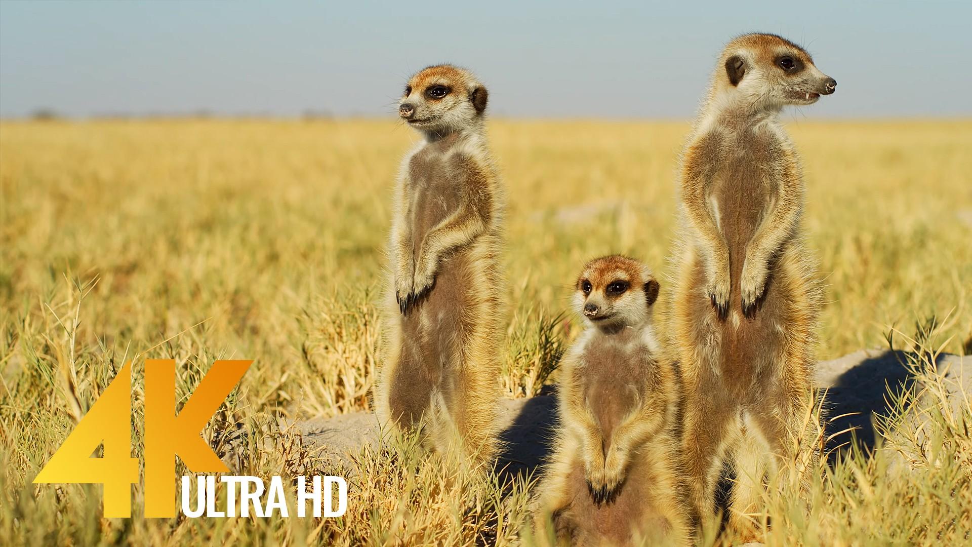 1920x1080 4K African Wildlife & Cute Meerkats and Squirrels Wildlife Video, Africa
