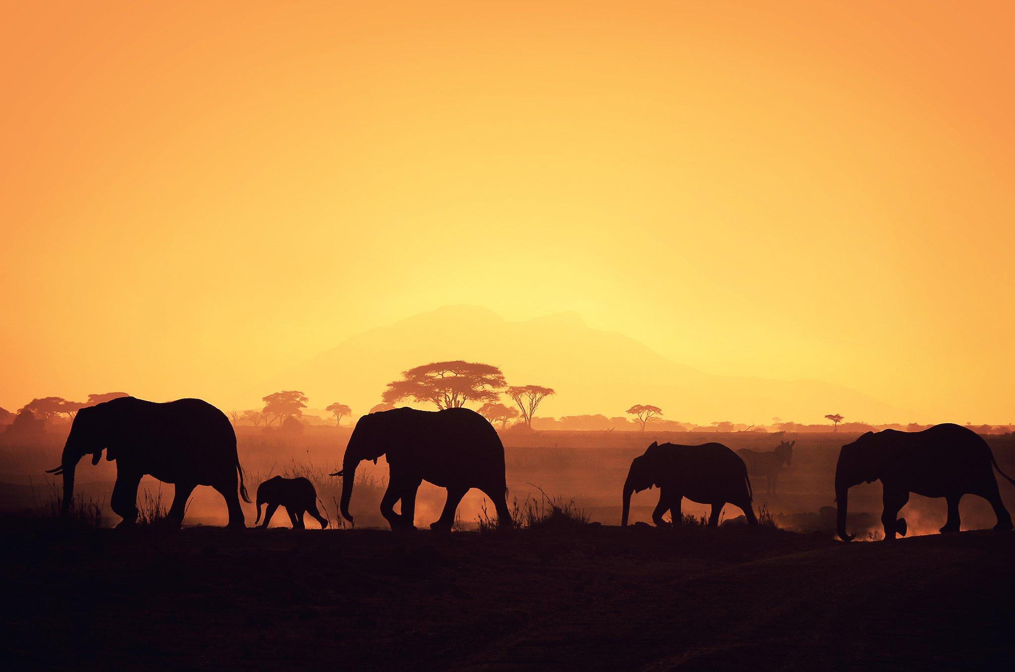 2048x1356 African Wildlife