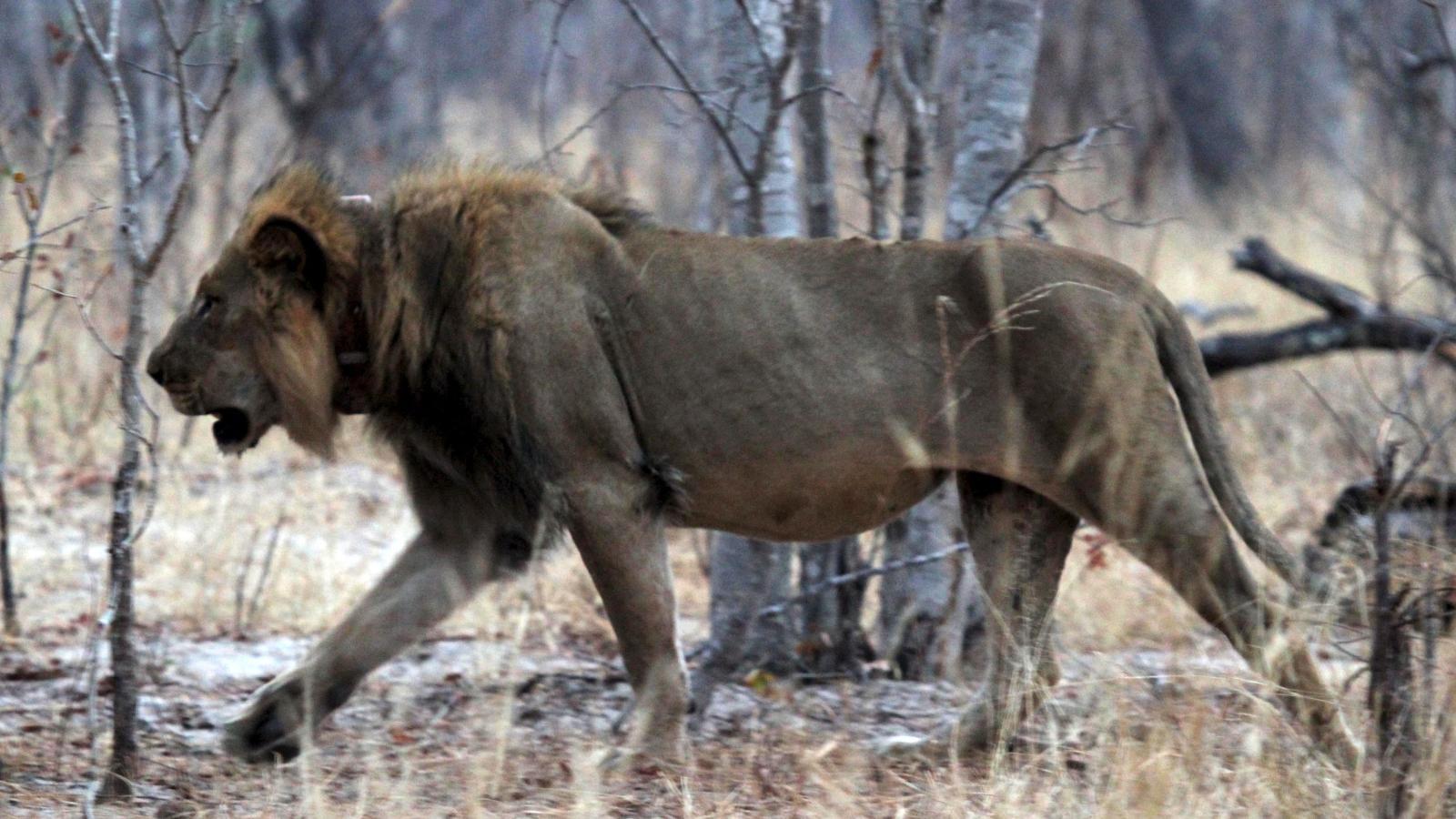 1600x900 Africa's wildlife conservation should stop trophy hunting