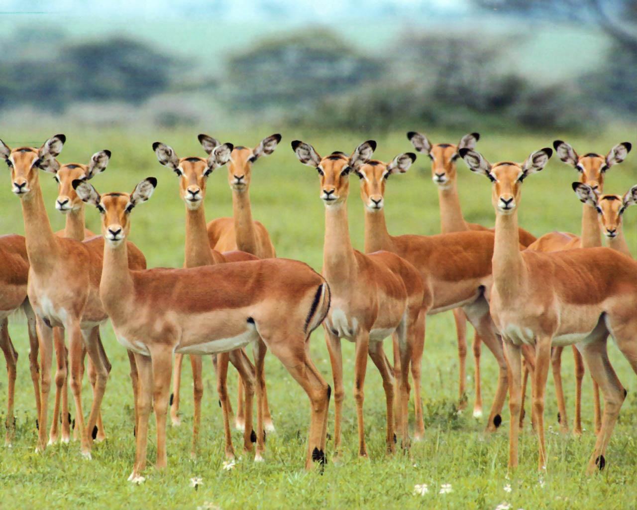 1280x1024 Impala Wildlife Wallpaper