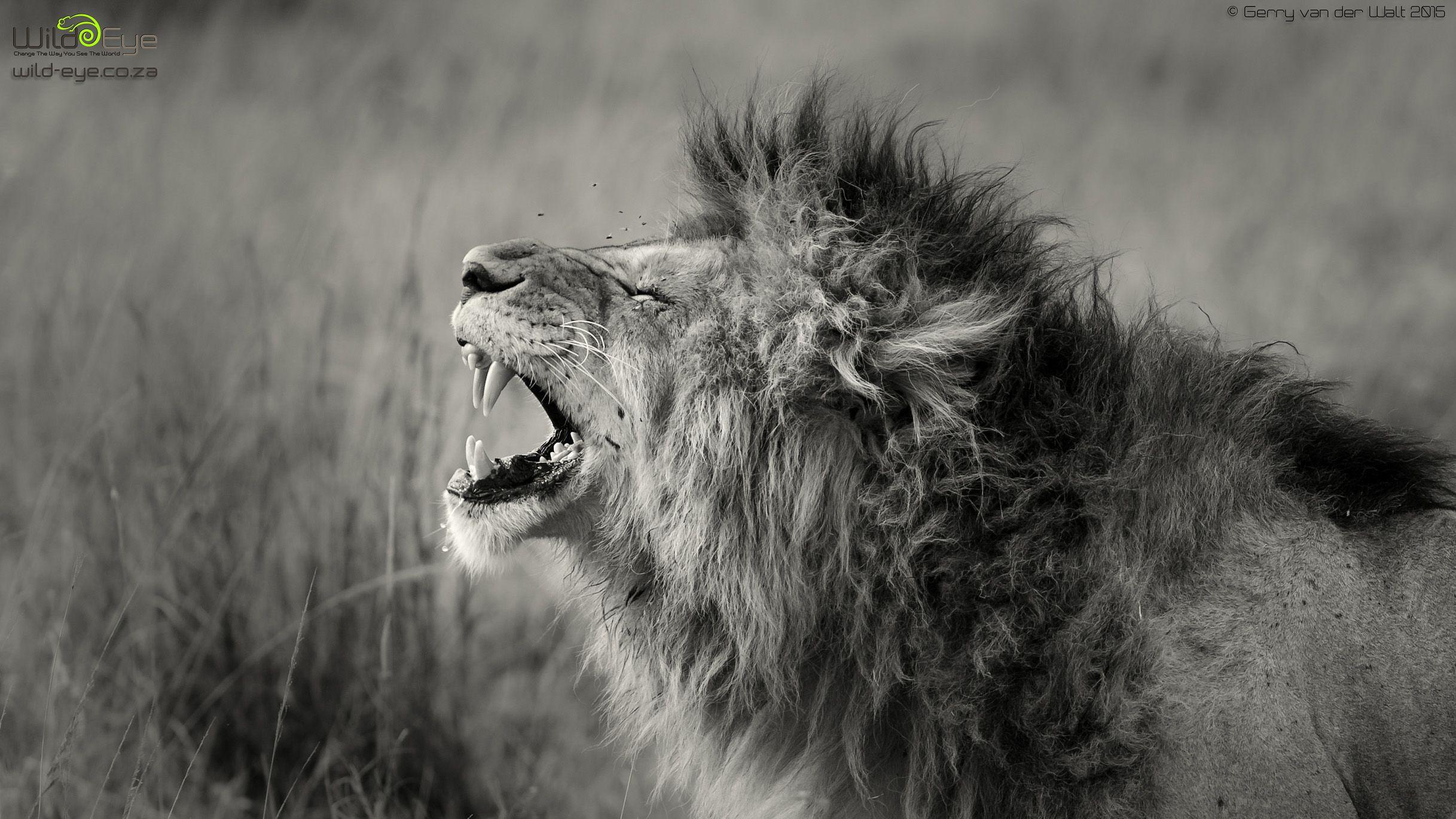 2435x1370 Free African Wildlife Wallpaper