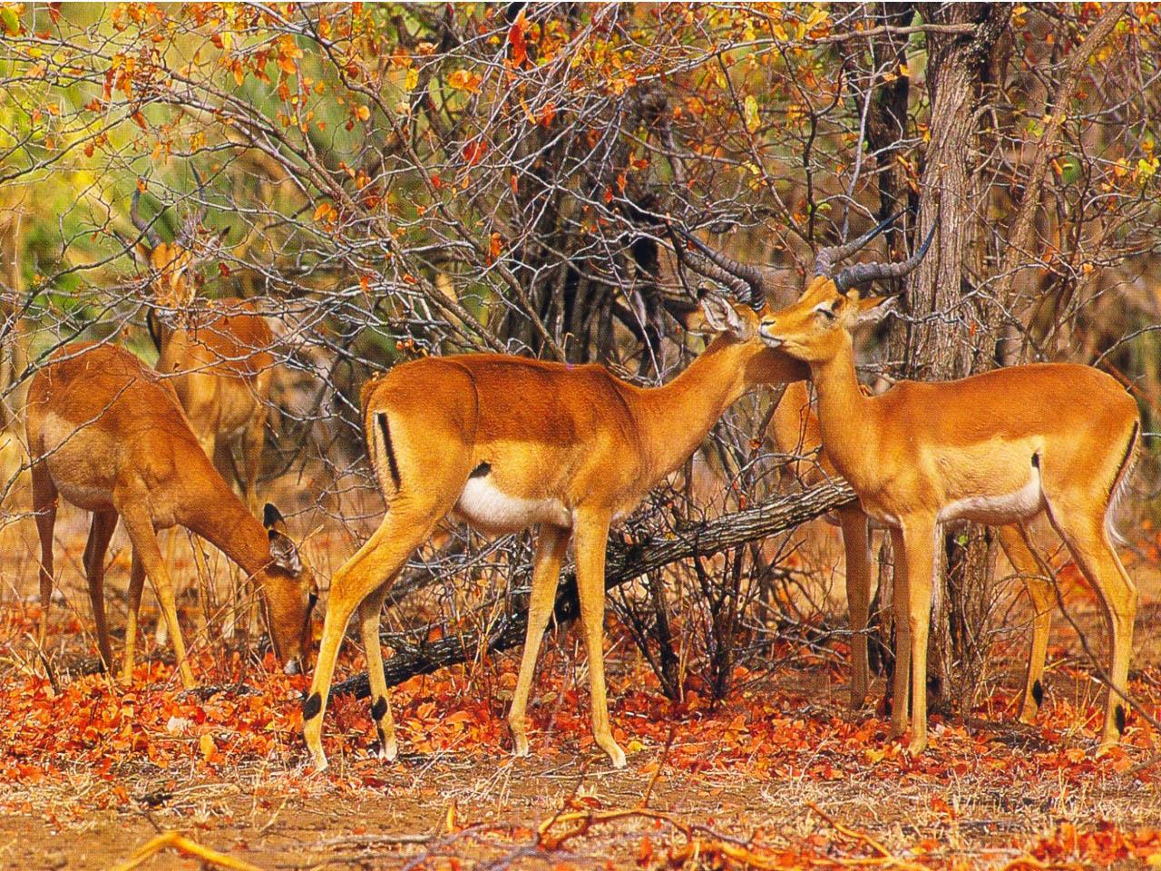 1280x960 South Africa Wildlife Wallpaper