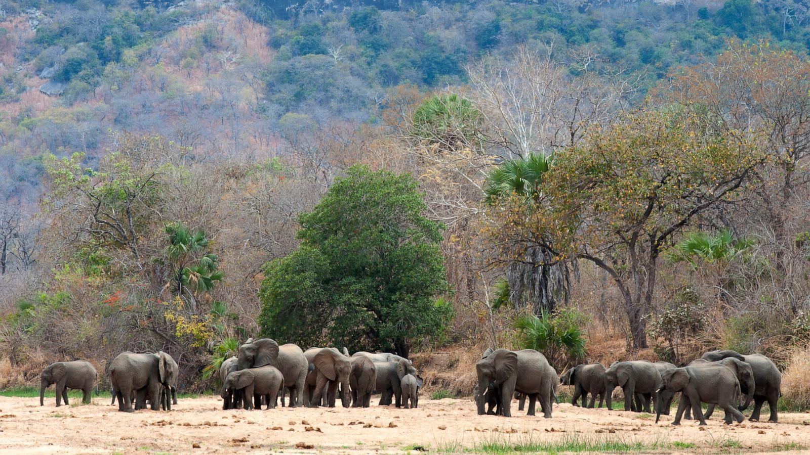 1600x900 Zero elephants poached in a year in top Africa wildlife park