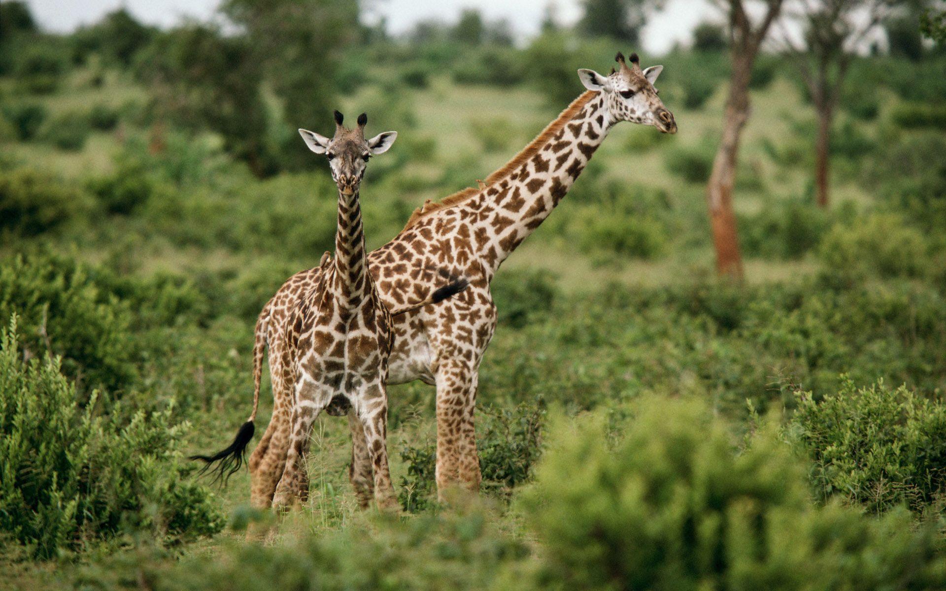 1920x1200 Africa's Best. African wildlife, Wild animals picture, Africa wildlife