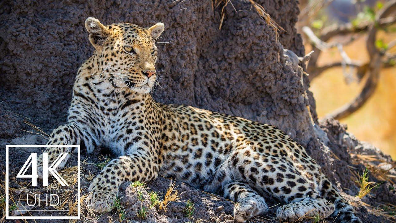 1280x720 Incredible Wildlife & Landscape Photography of Africa Wallpaper Slideshow
