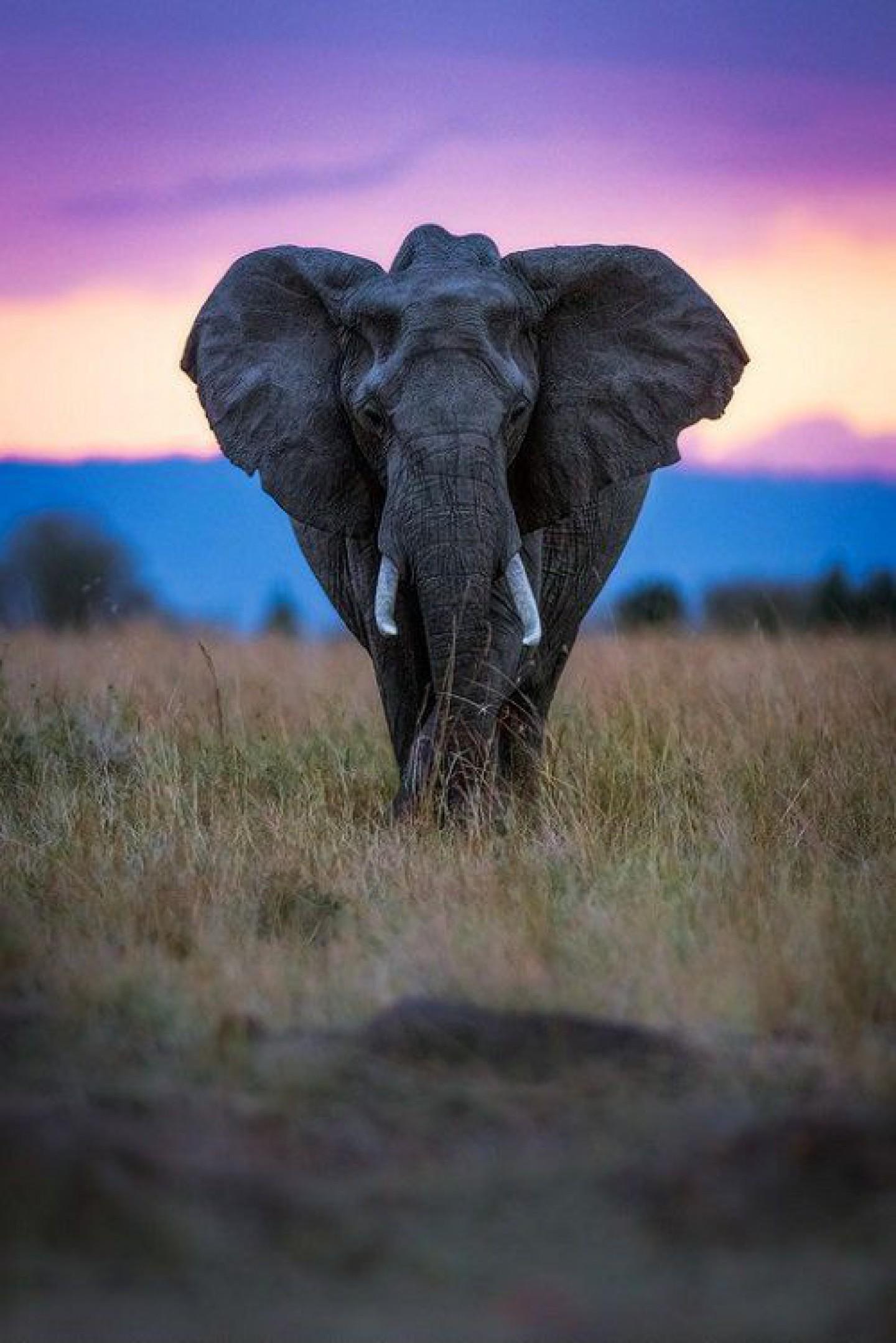 1440x2158 Mobile HD Wallpaper