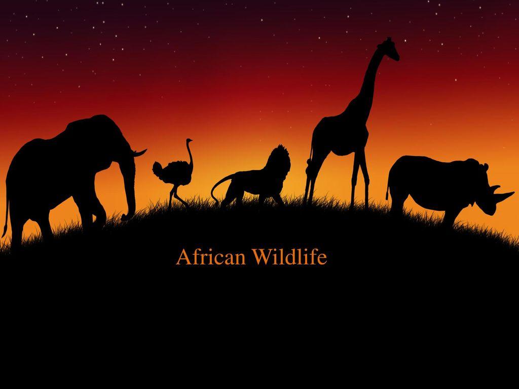 1024x768 African Wildlife