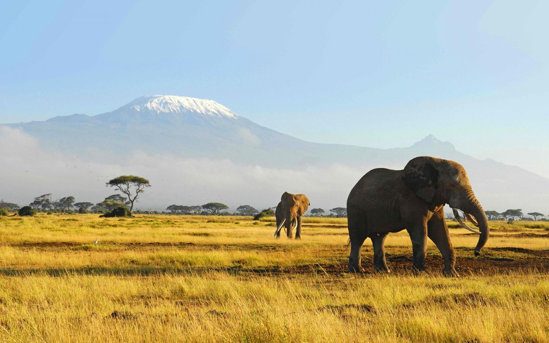1920x1200 Wildlife Wallpaper HD