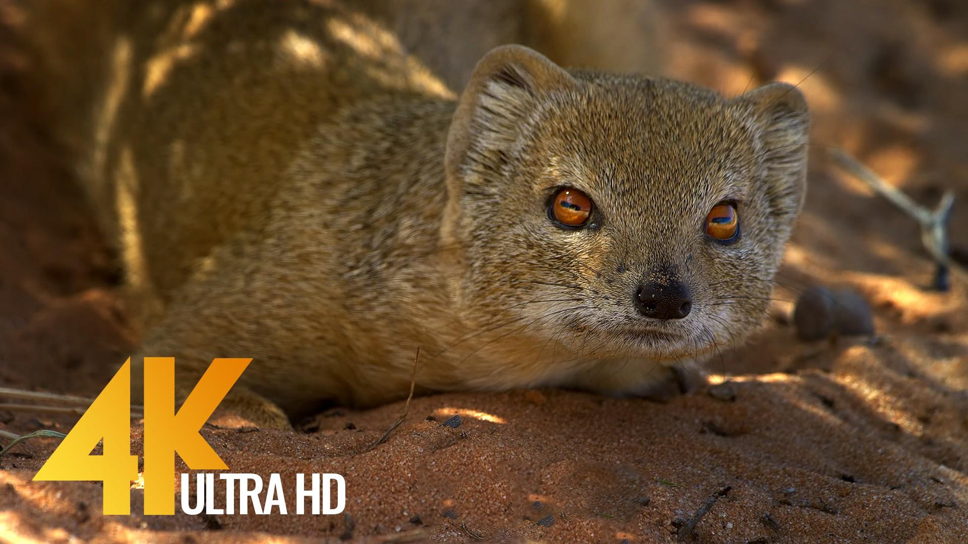 1920x1080 4K African Wildlife Video from Africa