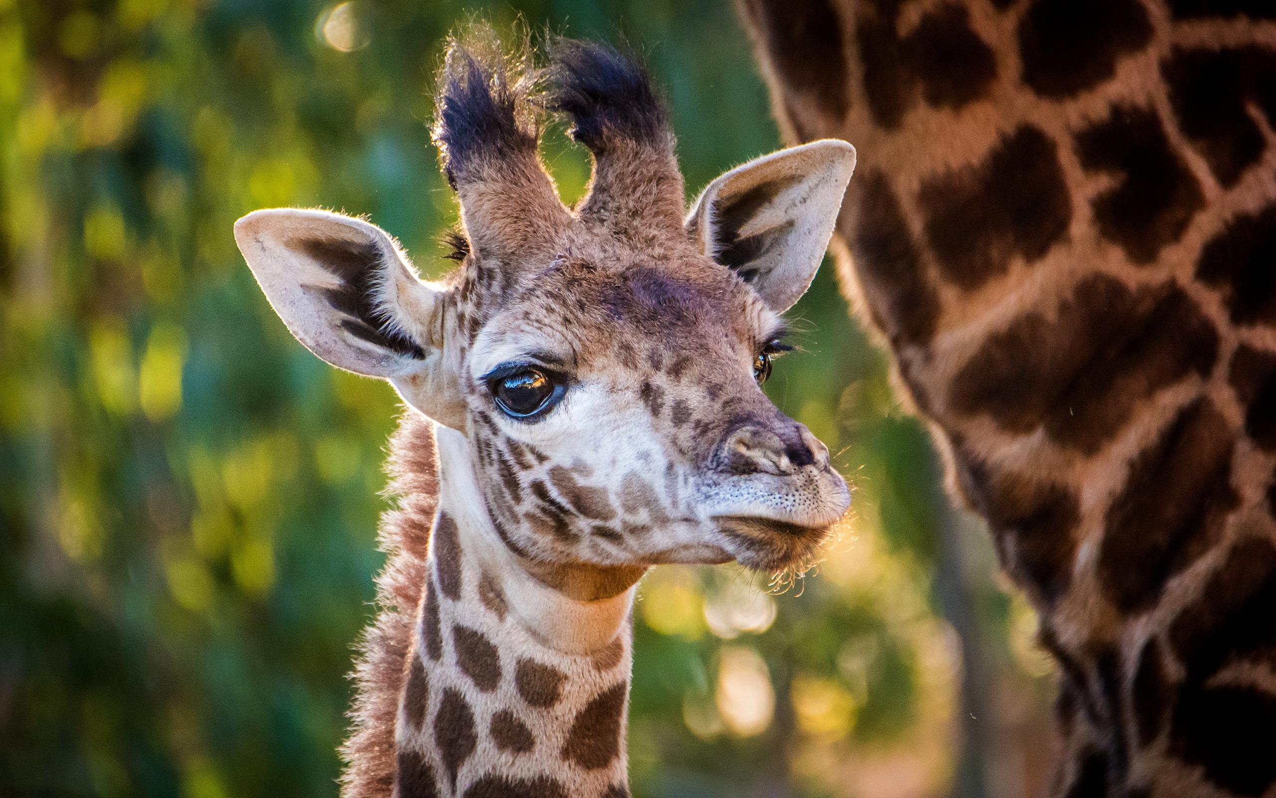 2560x1600 Download wallpaper giraffe, Africa, wildlife, African animals, summer for desktop with resolution 2560x1600. High Quality HD picture wallpaper