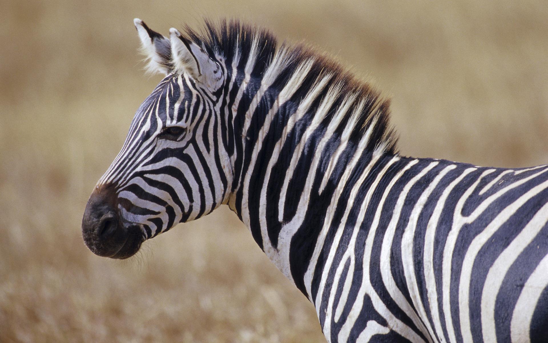 1920x1200 Download Wallpaper zebra, 1920x African Wildlife