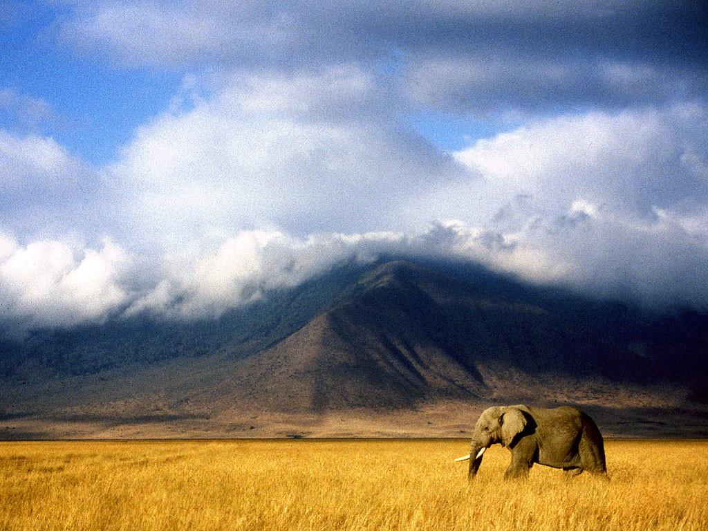 1024x768 My African Wildlife Destinations