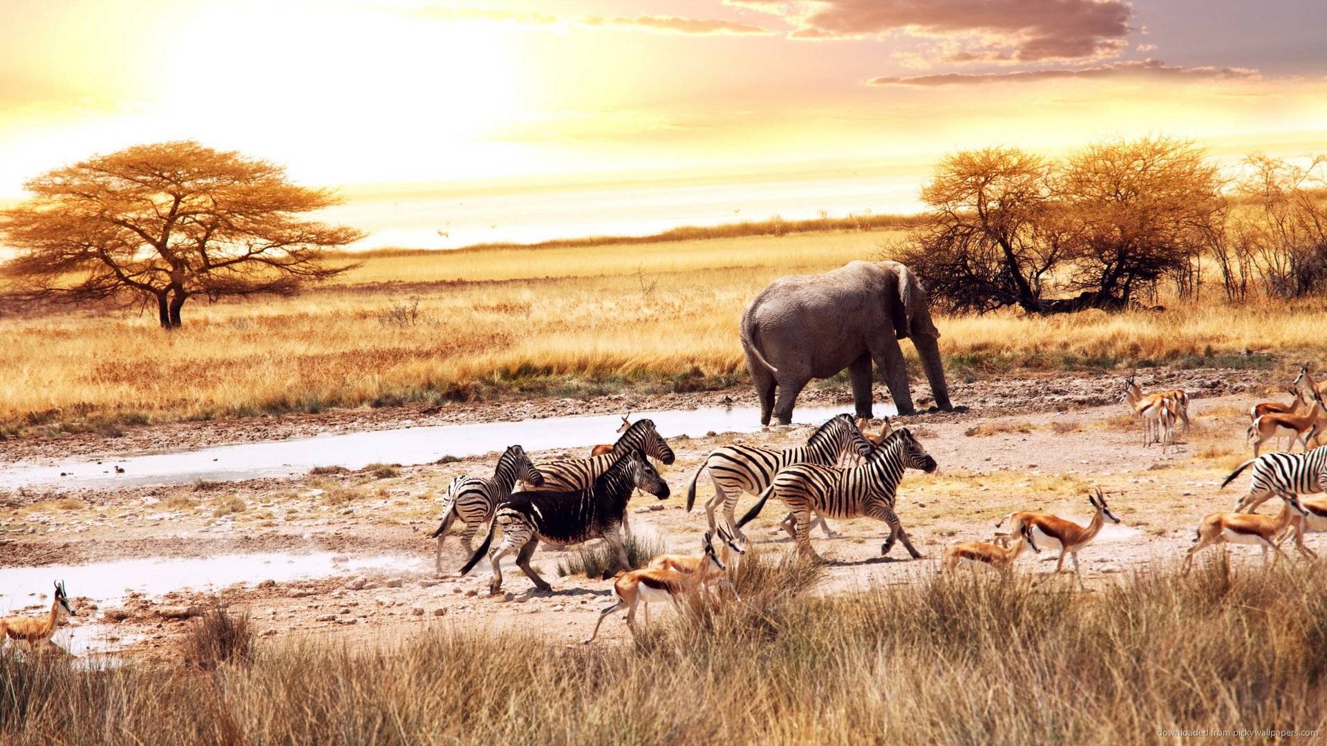 1920x1080 African Wildlife Bautiful Wallpaper 5