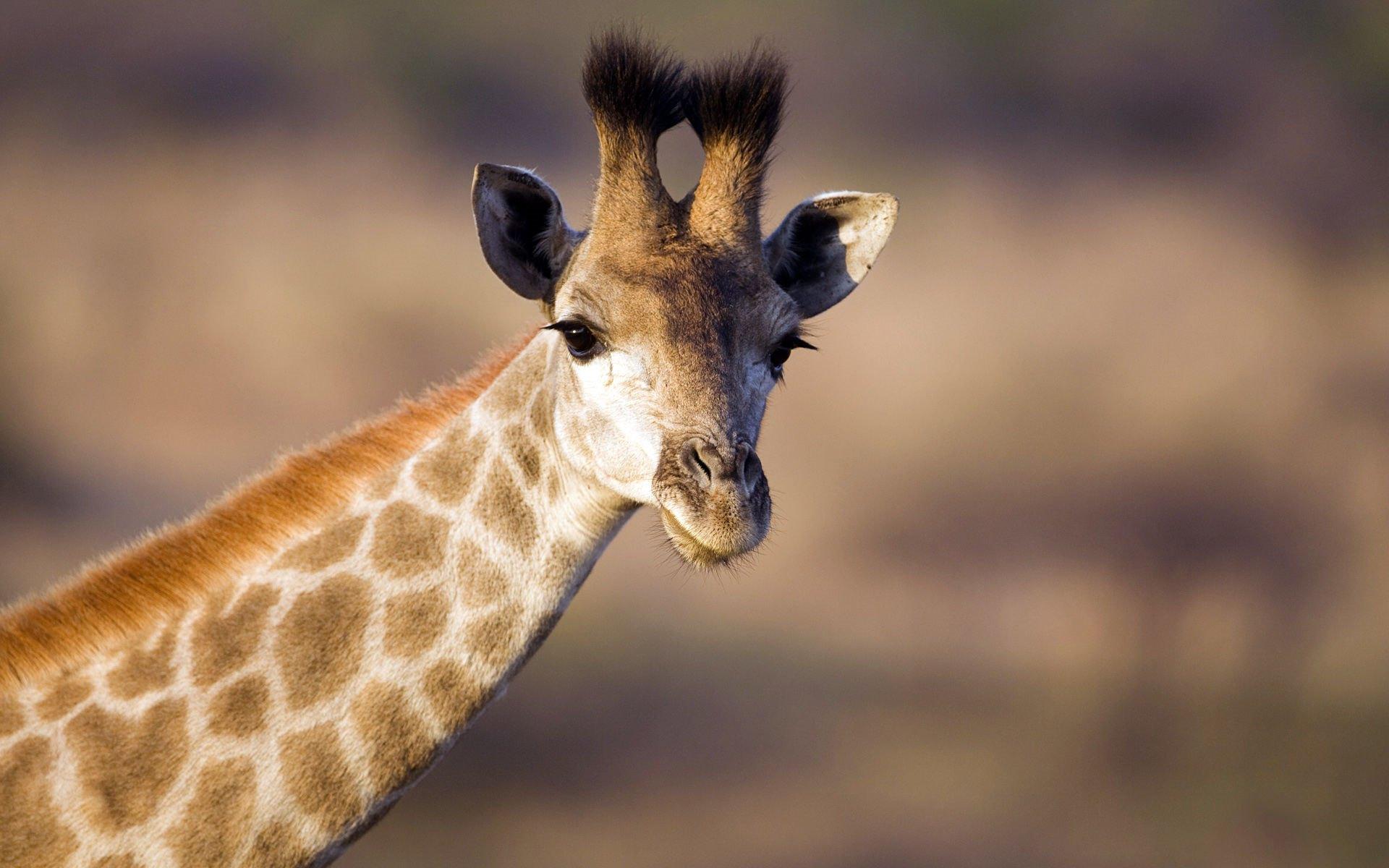 1920x1200 African wildlife giraffe HD computer wallpaper