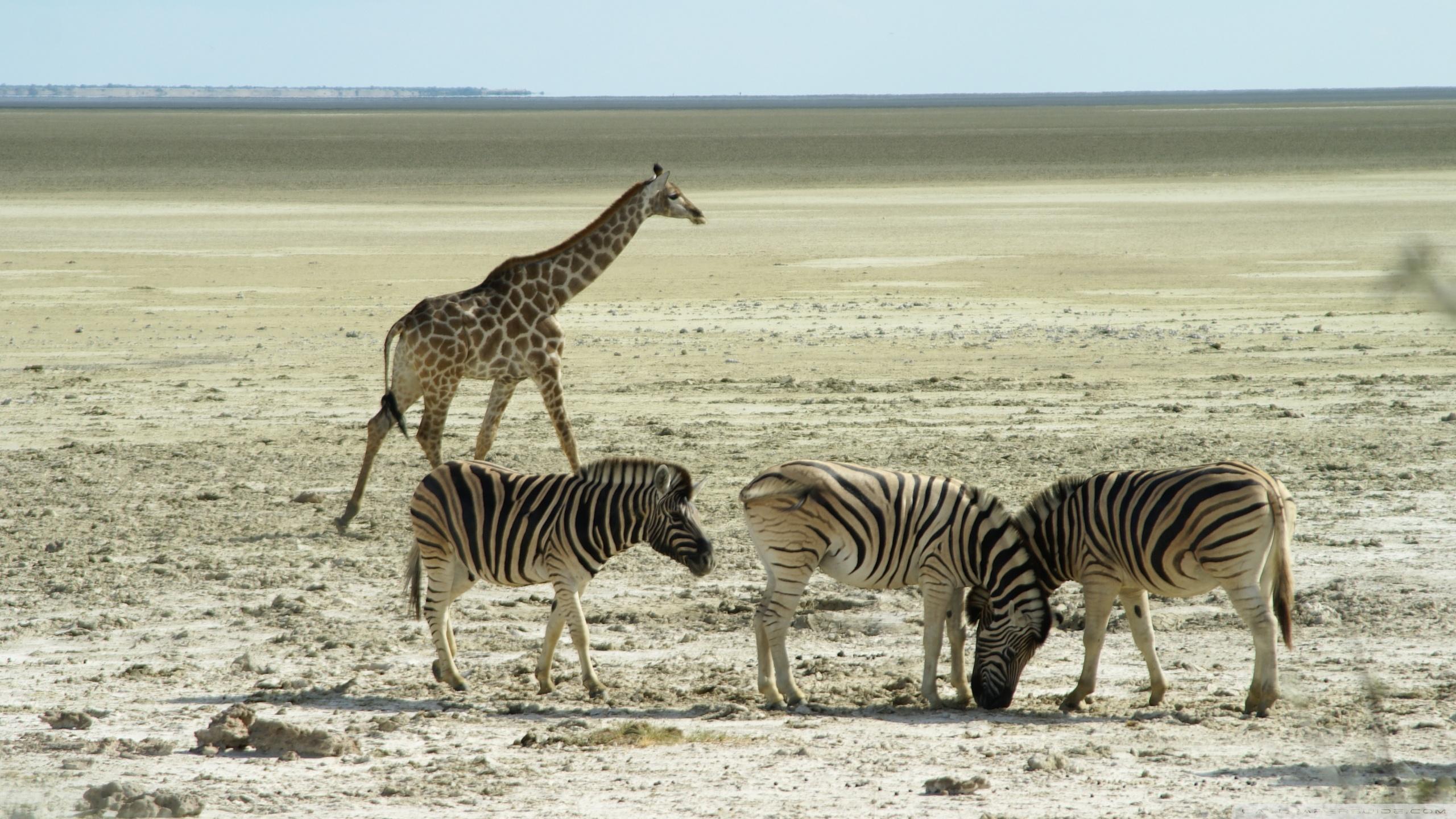 2560x1440 Zebra HD Wallpaper