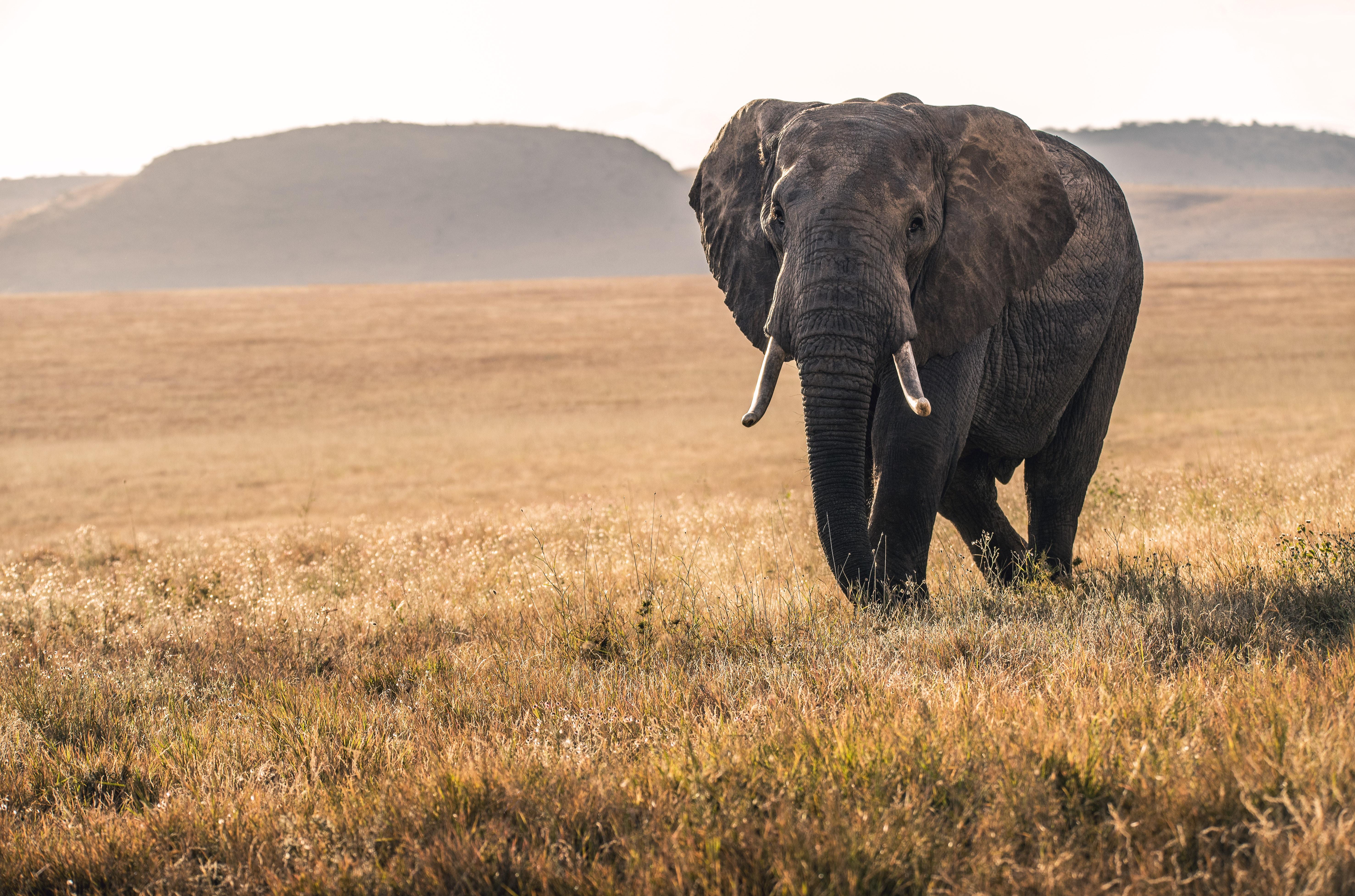 5908x3908 tusk HD wallpaper, Background