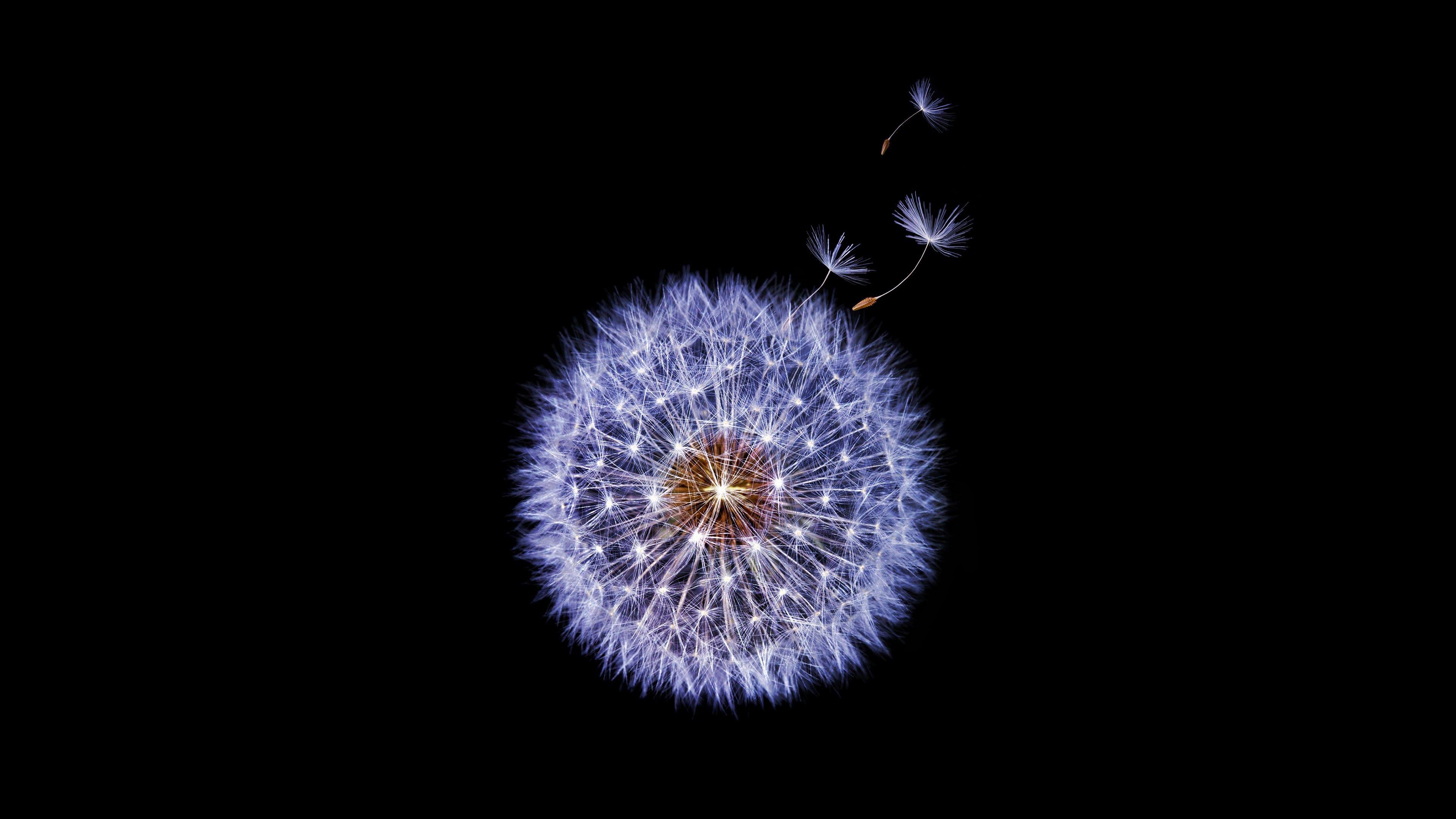 3840x2160 Dandelion flower Samsung Galaxy S9 Stock 4K Wallpaper