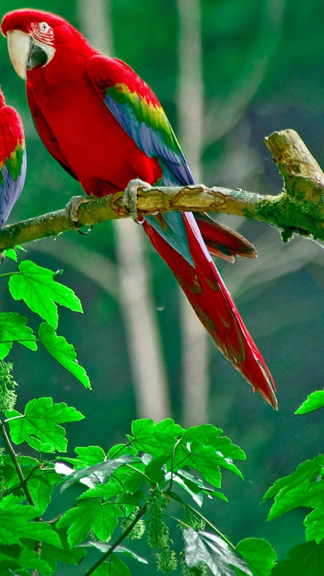 1080x1920 Beautiful Macaw Parrots Ultra HD Wallpaper. UHD