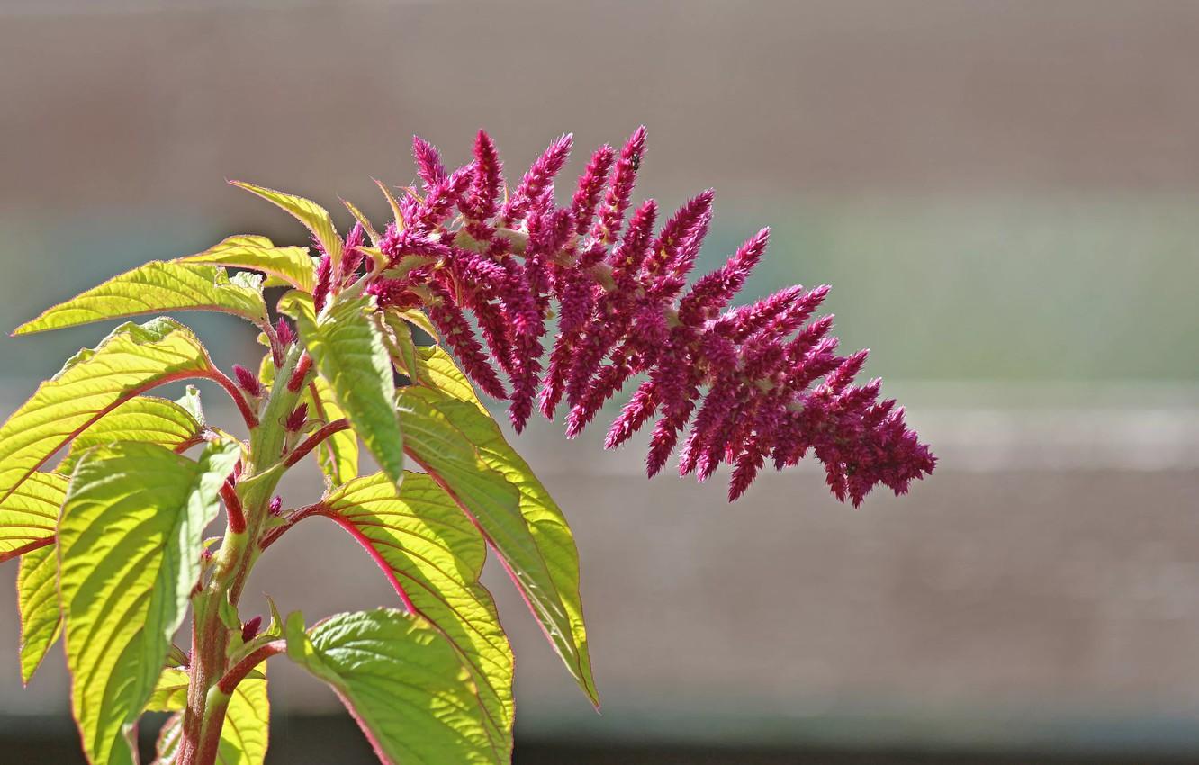 Amaranth Wallpapers - Top Free Amaranth Backgrounds - WallpaperAccess