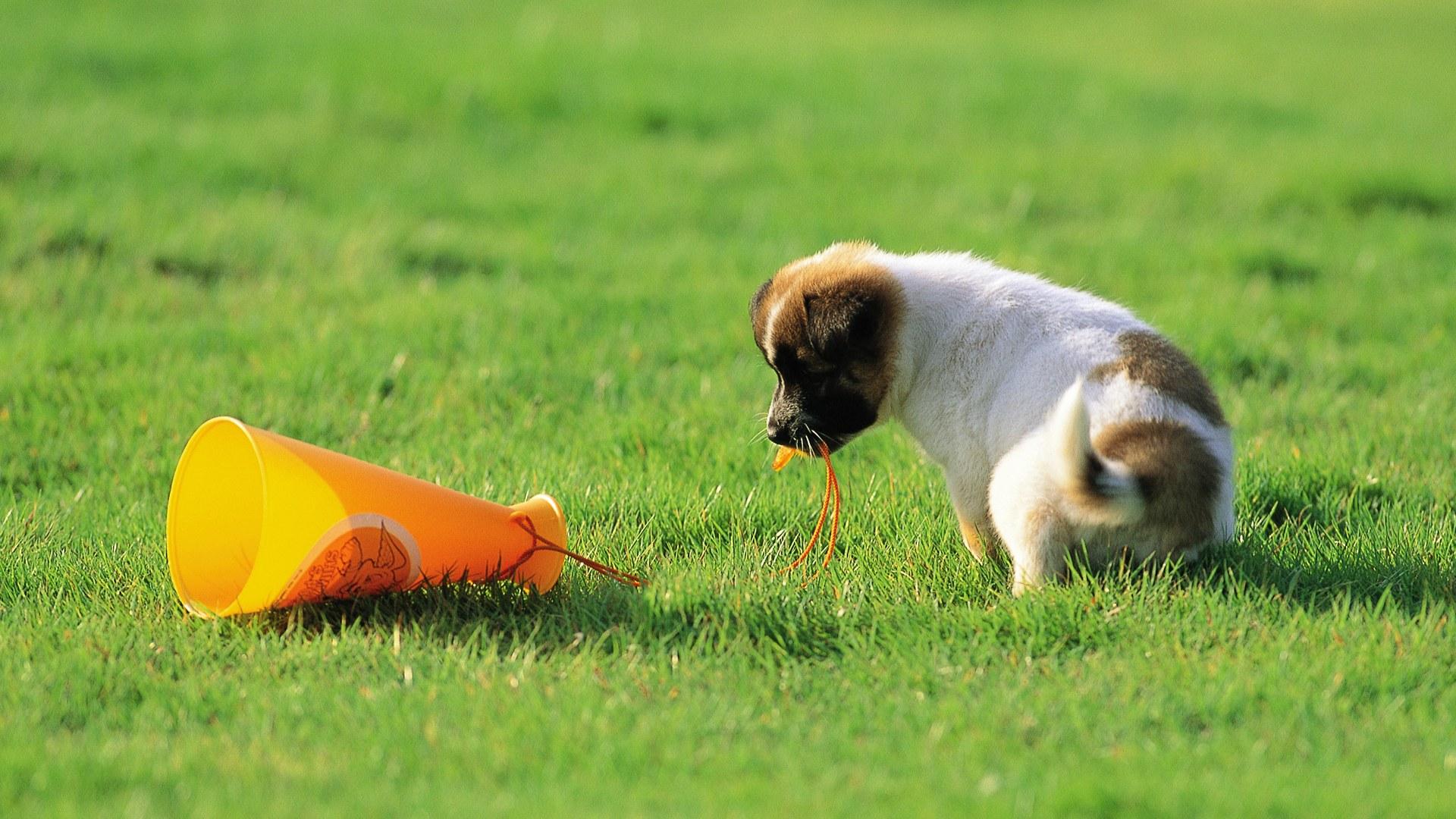 1920x1080 Free HD Dog Wallpaper