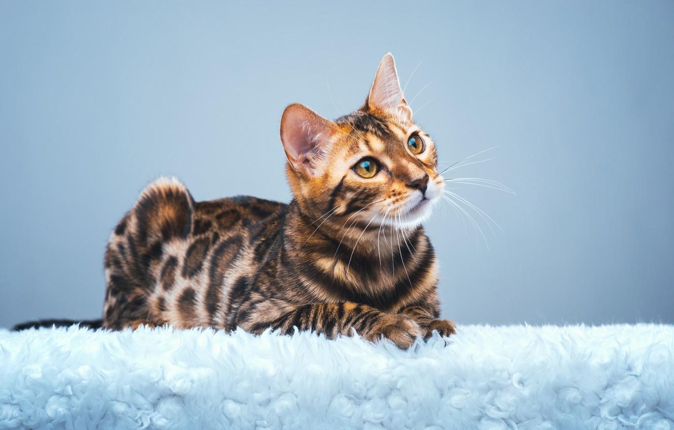 Bengal Cat Wallpapers - Top Free Bengal Cat Backgrounds - WallpaperAccess