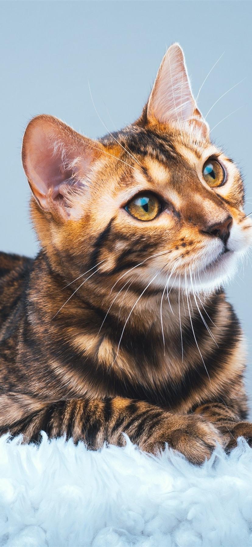 828x1792 Bengal Kittens Wallpaper