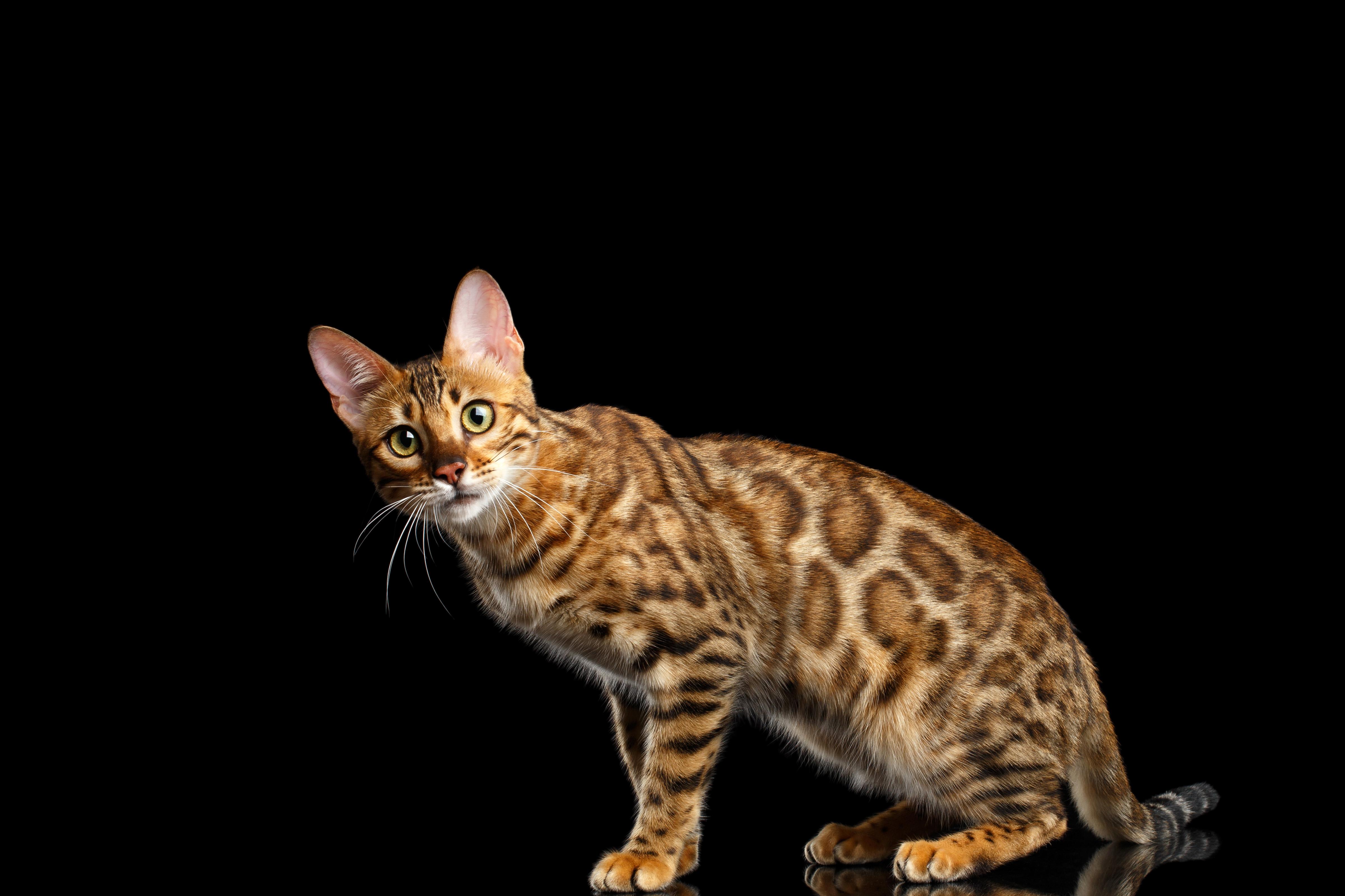 4800x3200 Bengal Cat Cat Wallpaper:4800x3200