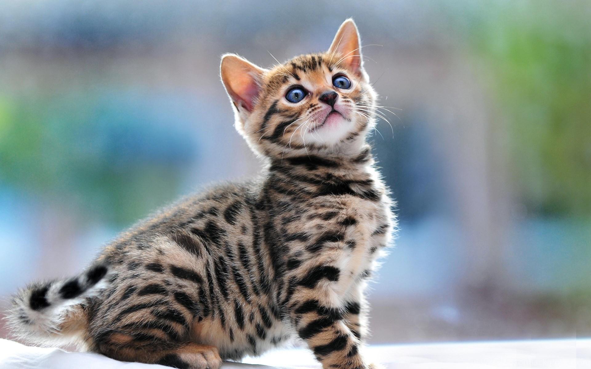 1920x1200 Baby Bengal Cat Wallpaper 5467 3839x2848 UMad.com Desktop Background