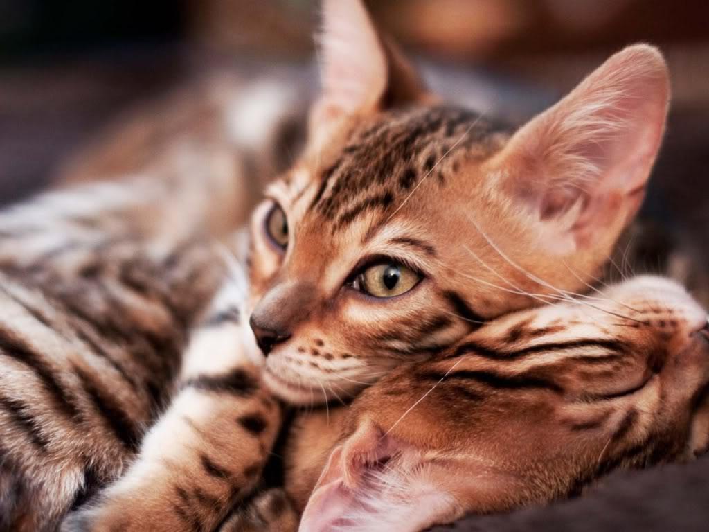1024x768 Resting Bengal cats photo and wallpaper. Beautiful Resting Bengal cats picture